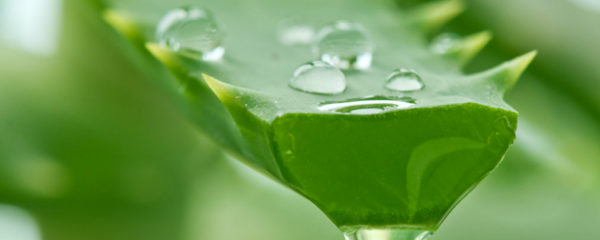 gel à l'aloe vera