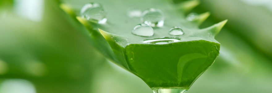 gel à l'aloe vera